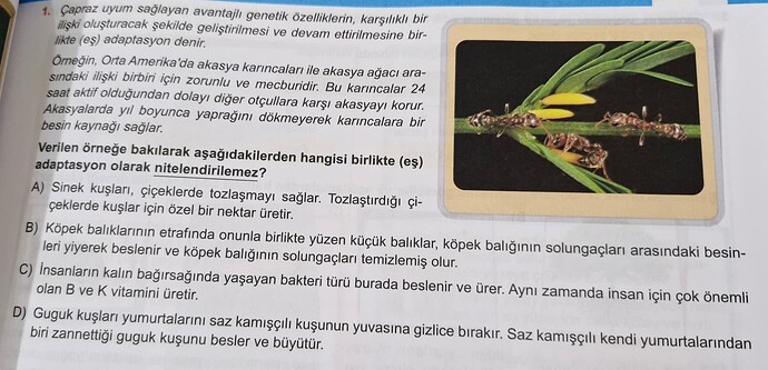 Bu görüntü, akasya karıncaları ile akasya ağacı arasındaki karşılıklı fayda sağlayan ilişkiyi ve bu ilişkiyle ilgili bir soruyu gösteriyor. (Captioned by AI)